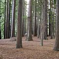 Redwood  Forest Retreat